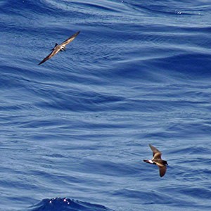 Madeiran & White-faced Storm-petrels - P. marina & O. castro © John Muddeman